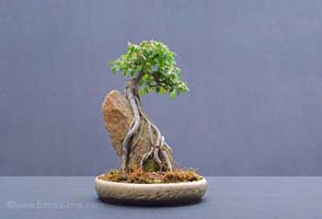 English Elm Bonsai
